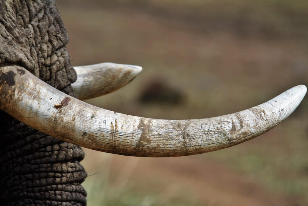 close up of elephant’s ivory tusks