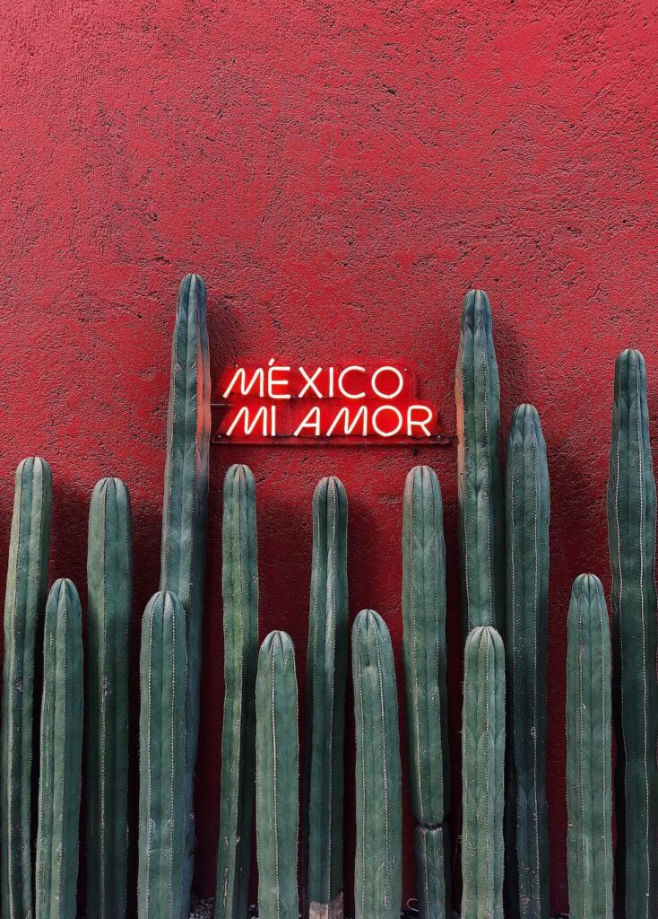mexico mi amor neon sign and cacti