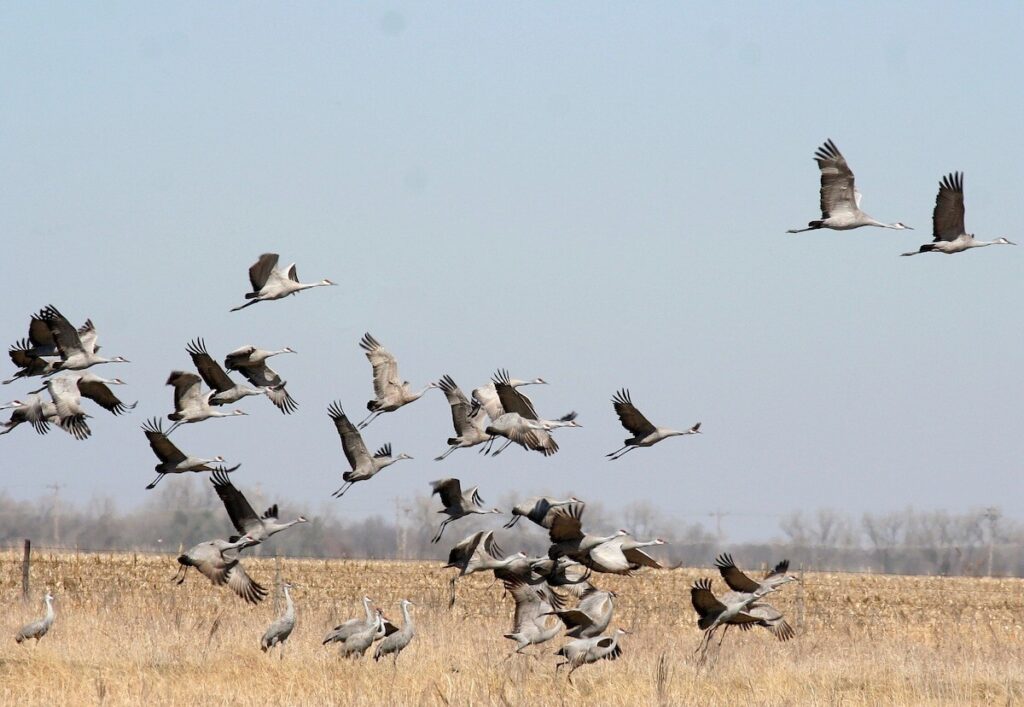 flock of sandhill cranes taking flight