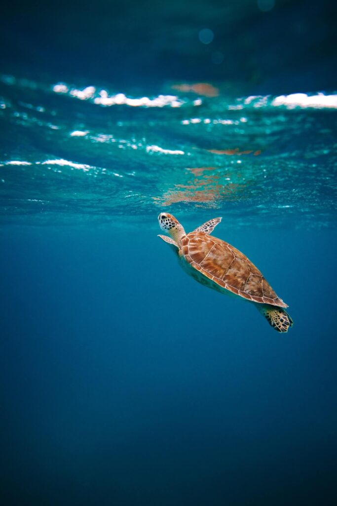 sea turtle underwater