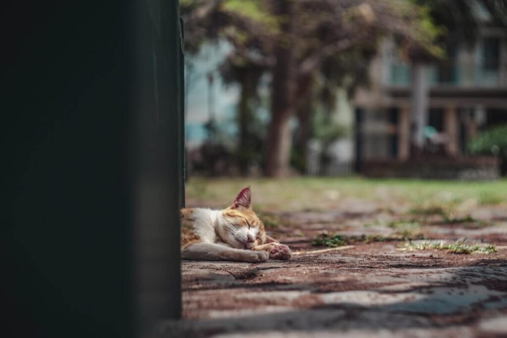 sleeping cat in San Sebastian de La Gomera, Spain