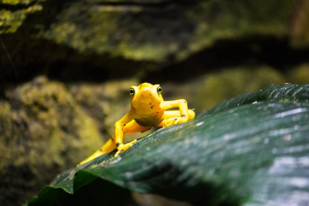 Yellow frog on a green leaf staring at the camera