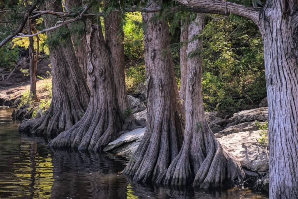 Cypress trees in water