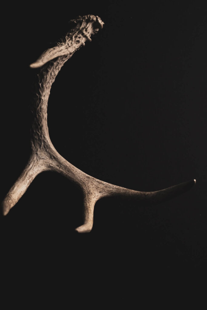 Deer antler