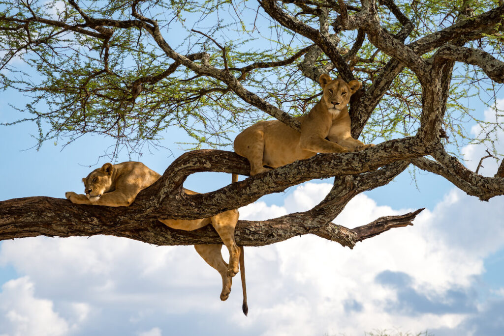 Sleeping and relaxing lions in a tree