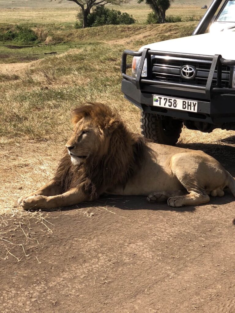 lion sitting near Ngorongoro crater