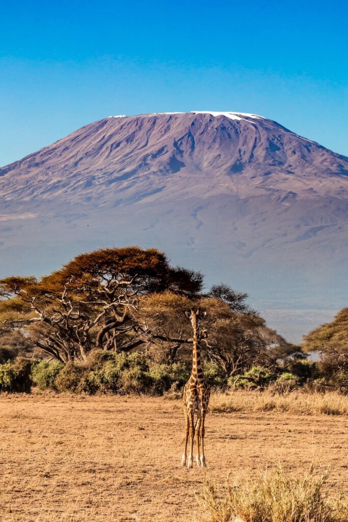 giraffe standing with Mt. Kilimanjaro in the background