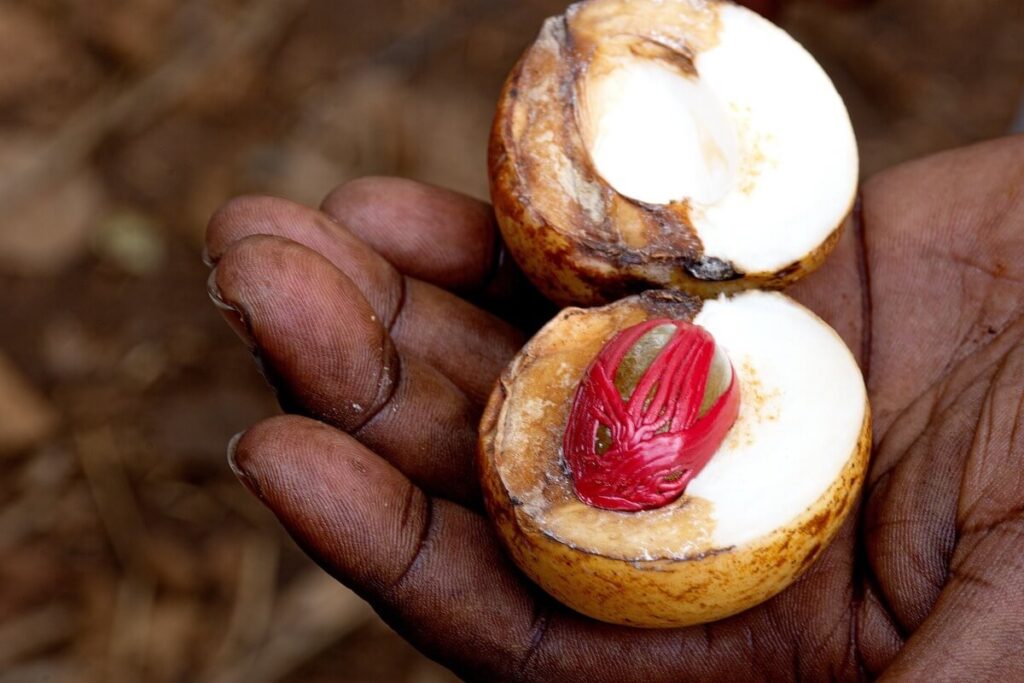 hand holding a split nutmeg