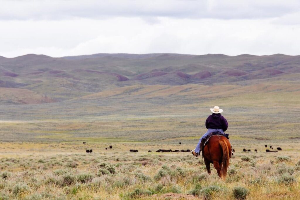 Cowboy riding horse in ranch