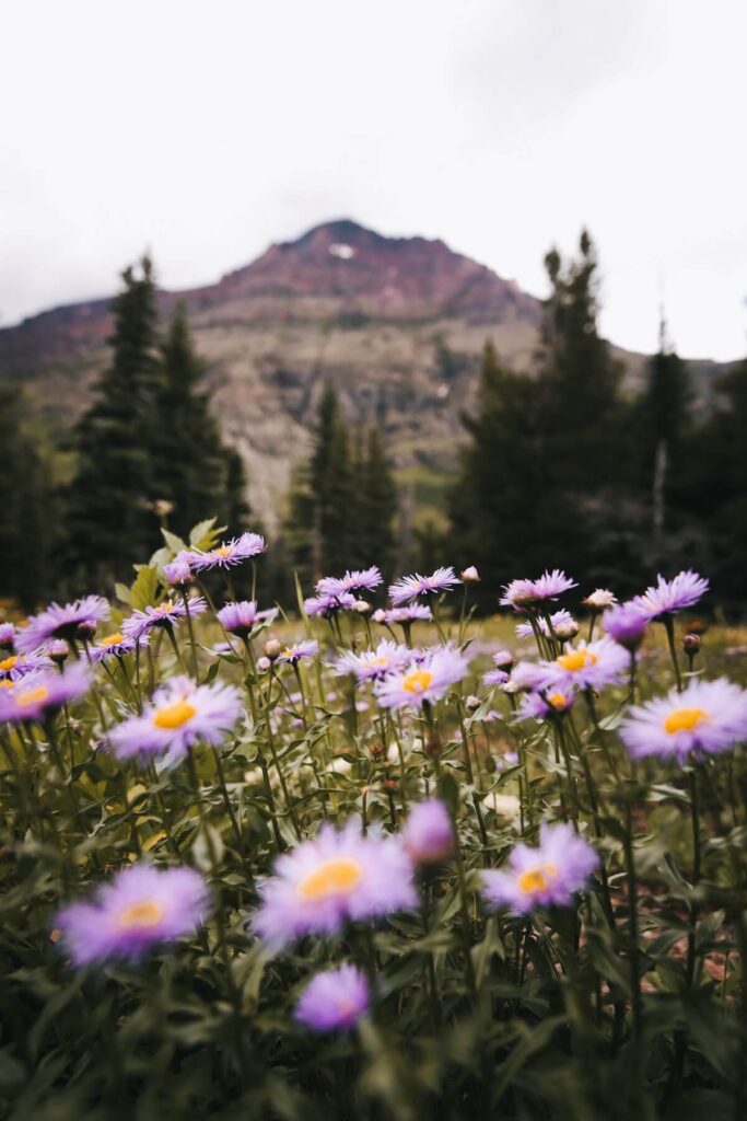Purple flowers in mountain meadow