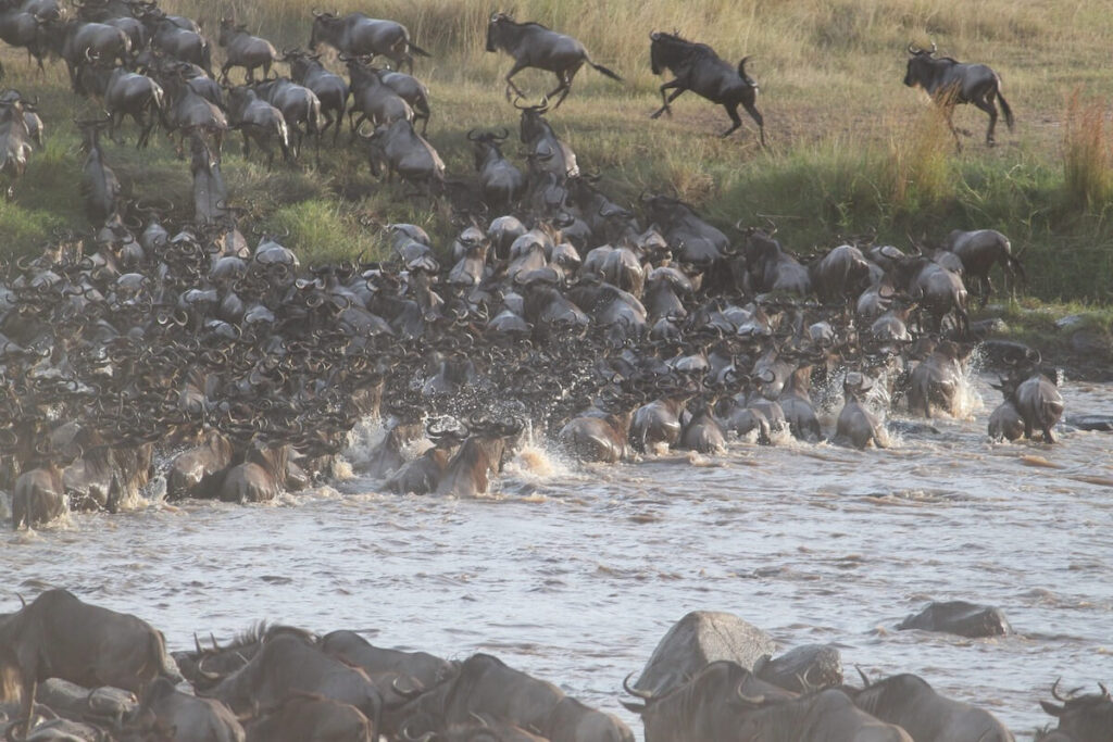 Wildebeest migration in the Serengeti