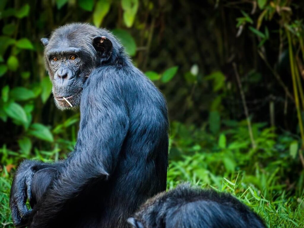 chimpanzee sitting near trees