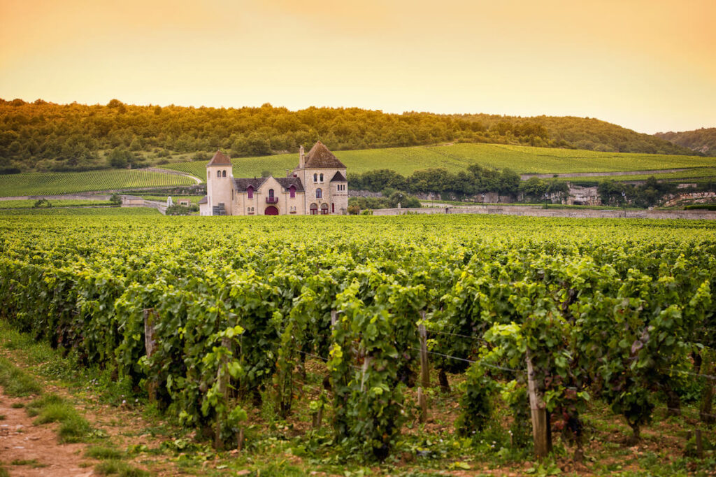 vineyard in Dijon, France