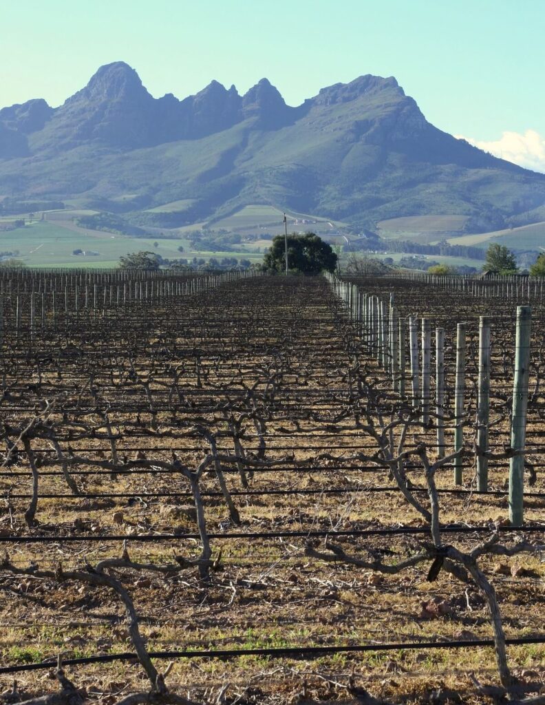 Stellenbosch