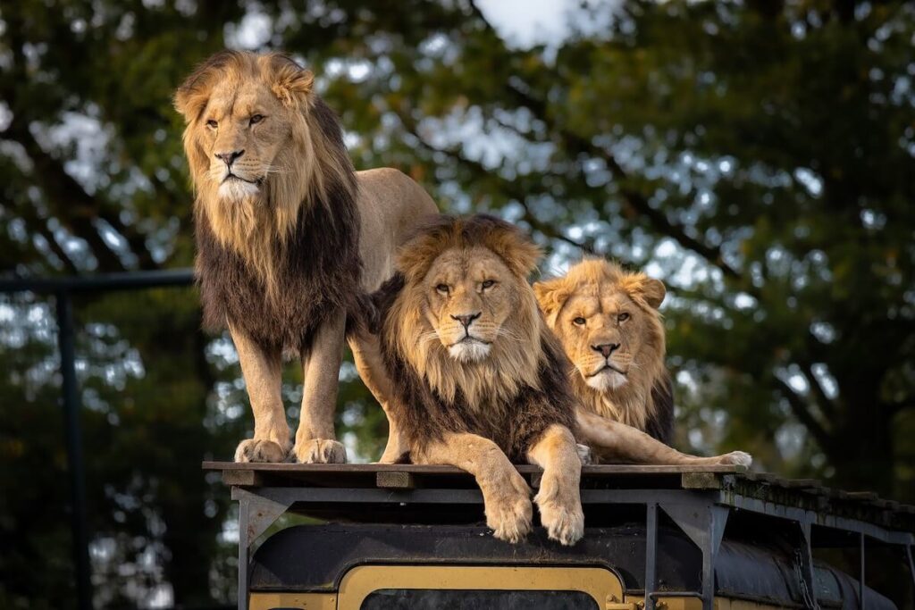 three lions huddled