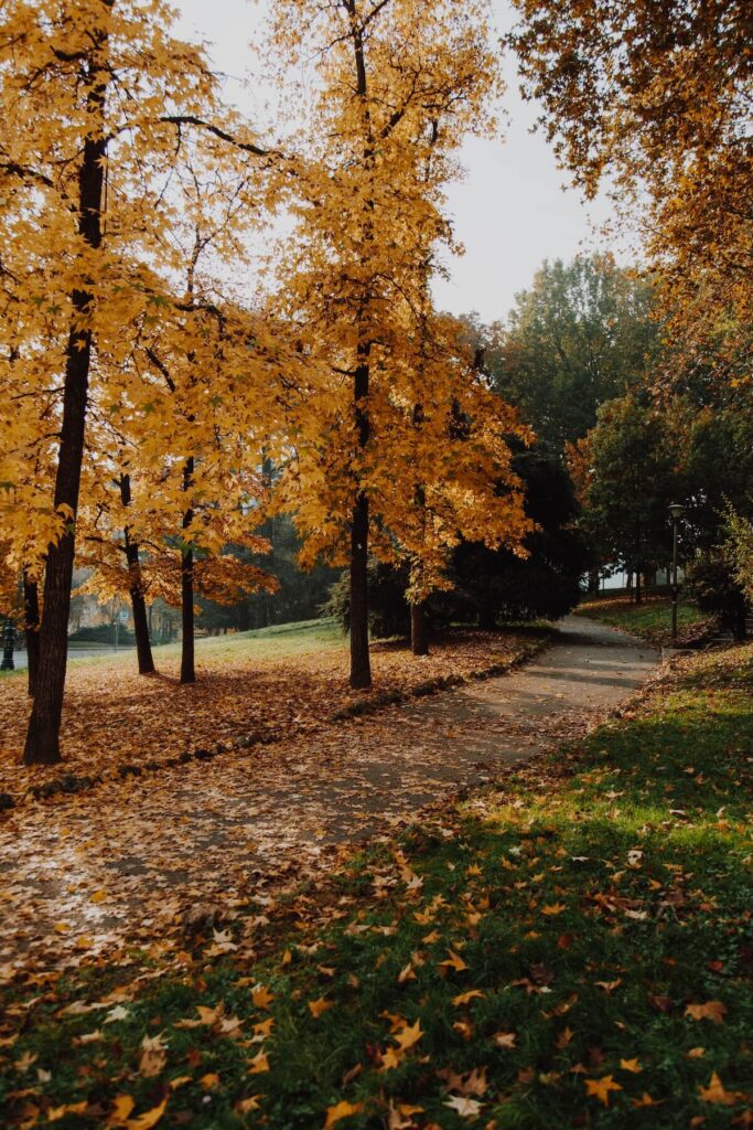 turin park path in fall
