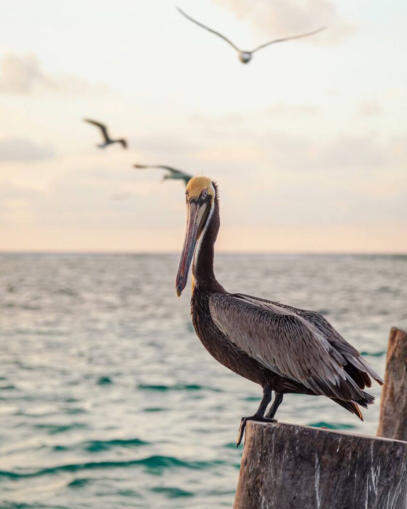 Pelican