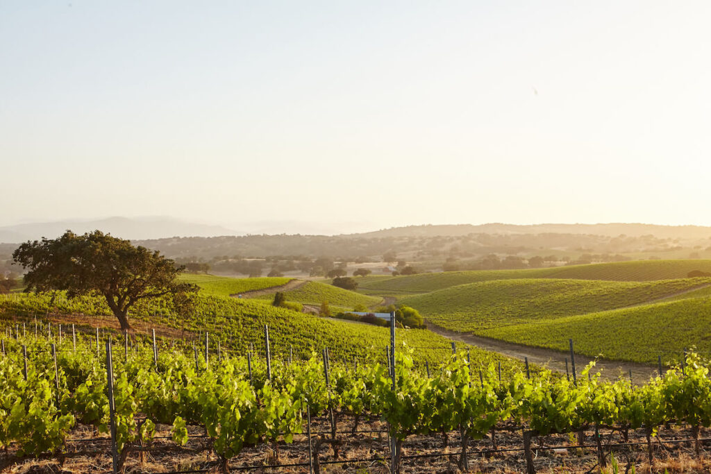 Wine Vineyards at sunset in Solvang, Santa Barbara County, California