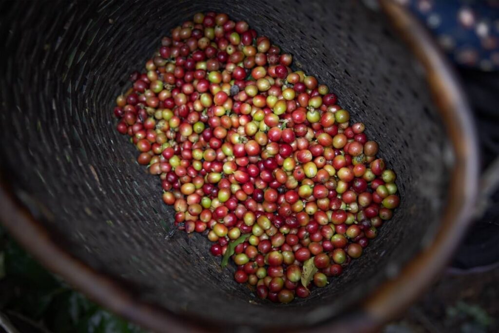 arabica coffee beans in basket
