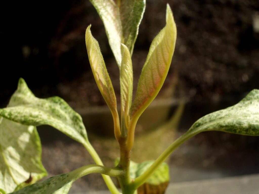 Avocado leaves