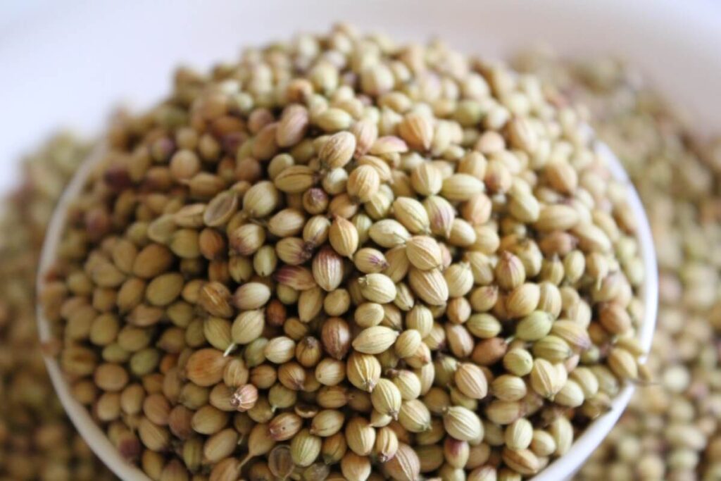 Cilantro seeds