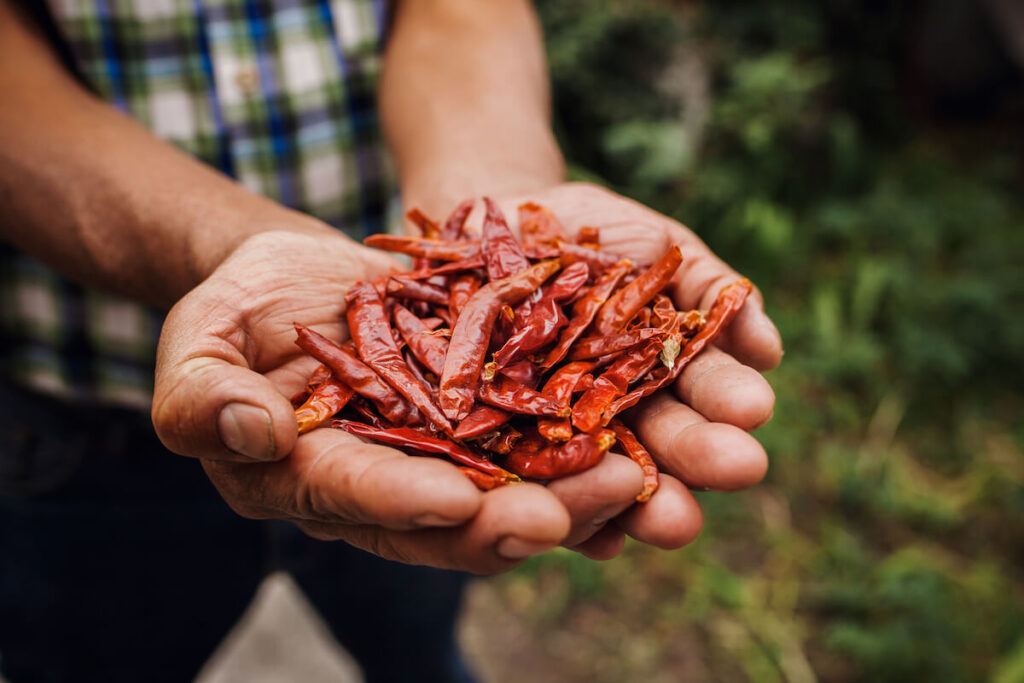 Guajillo chili