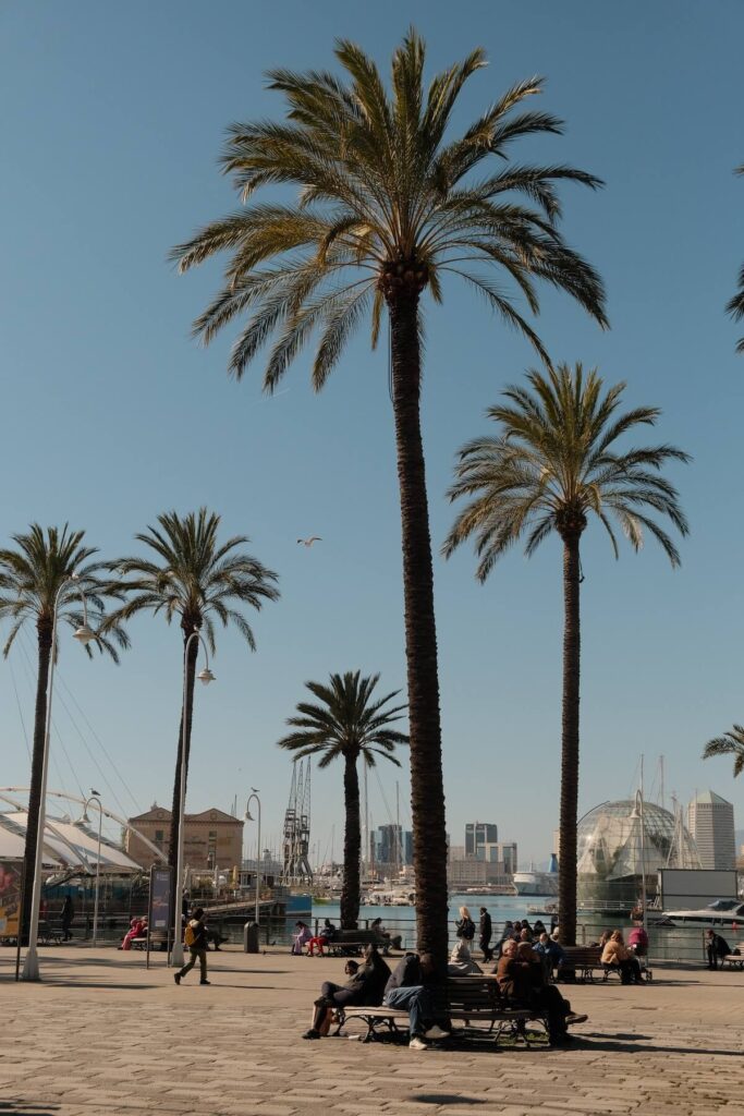 Palm trees at Genoa harbor