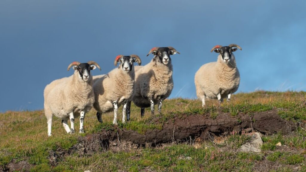 Group of four Scottish blackface rams pose on a hill in front of a dramatic sky, Cairngorms, Scotland