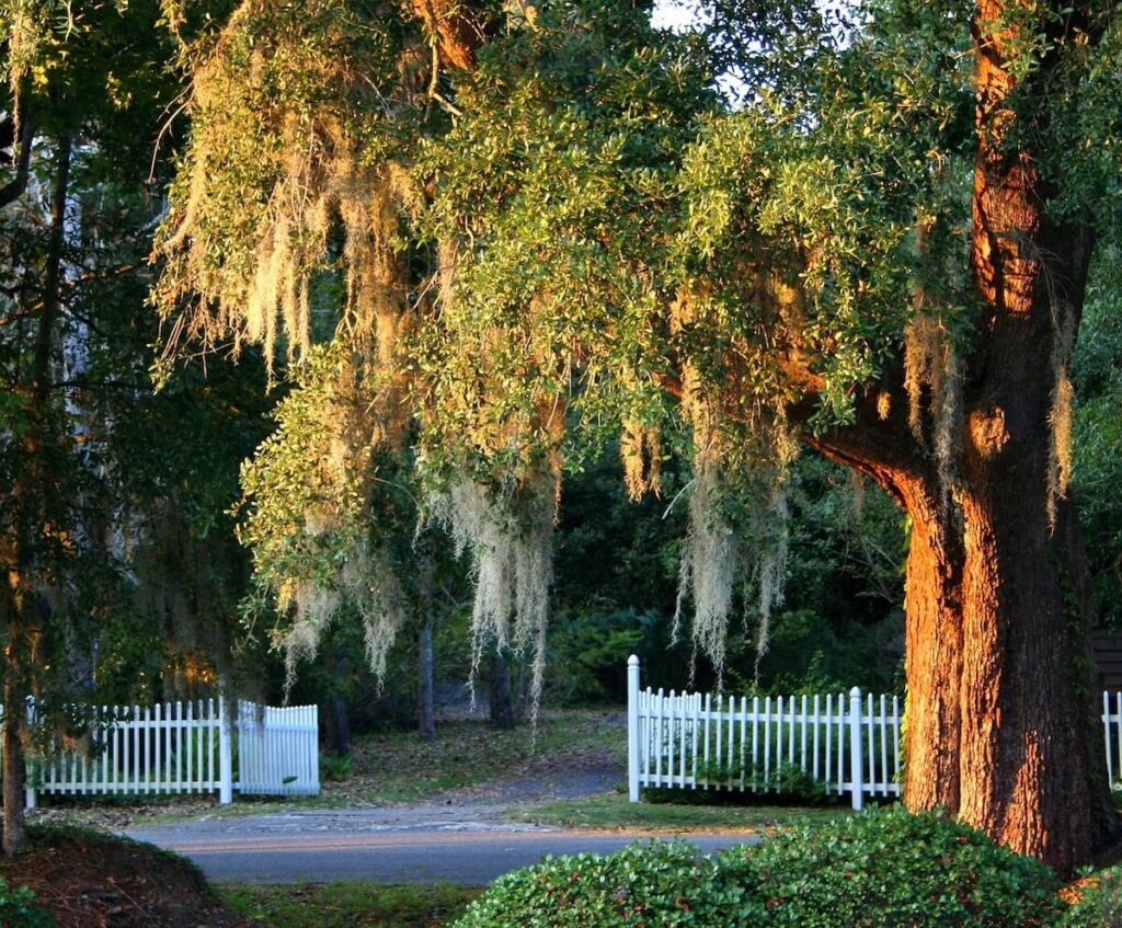 Spanish moss on oaks