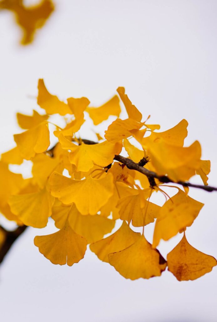 Yellow leaves of ginko tree