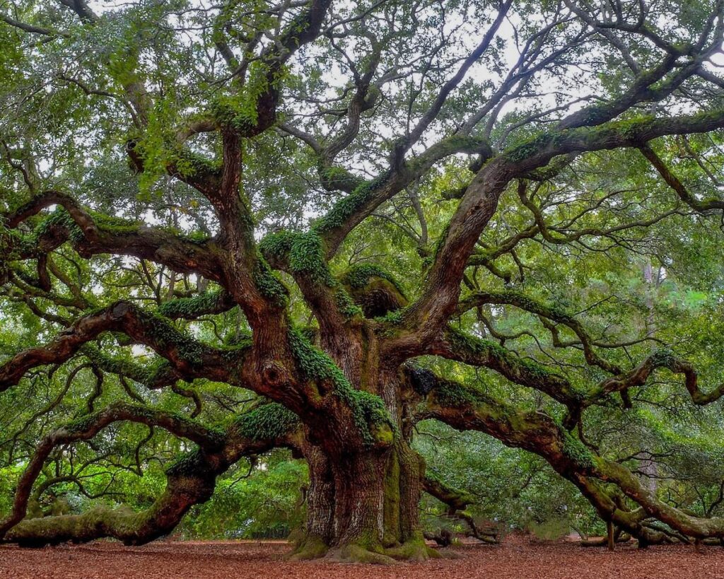 Angel oak tree