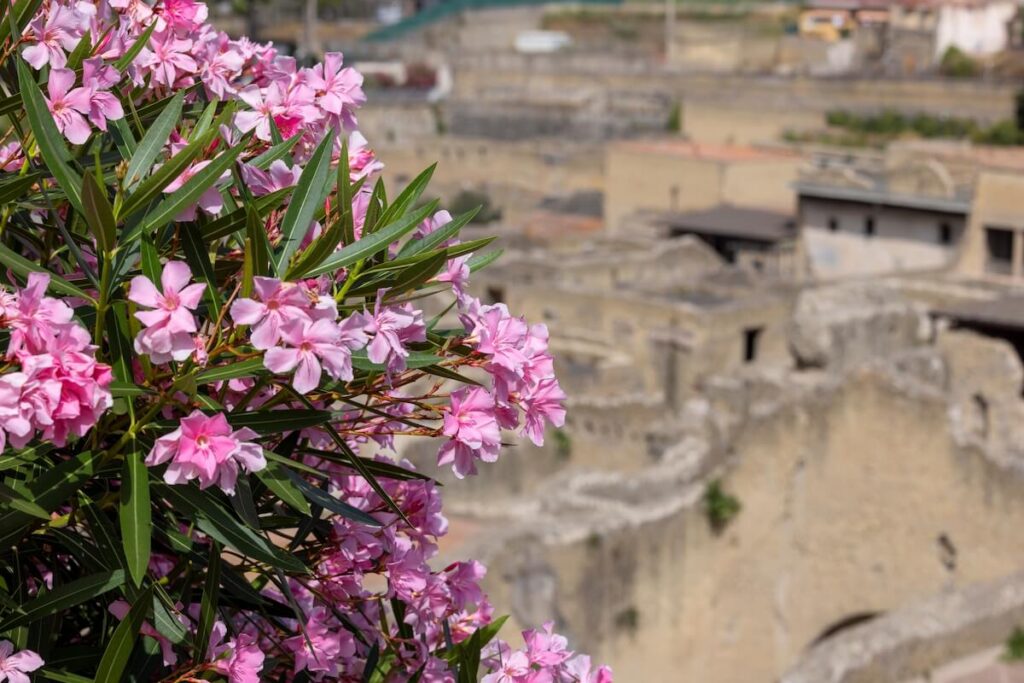 Pink flowers of a blooming bush on a background of ruins of an ancient city destroyed by the eruption of the volcano Vesuvius in 79 AD near Naples
