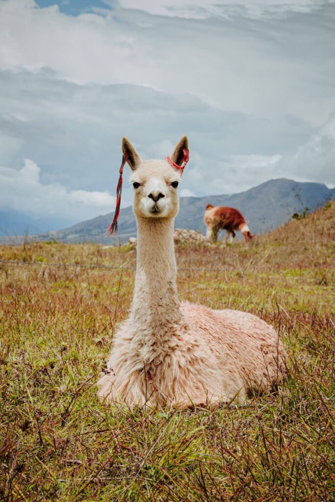 Alpaca on a field in mountains