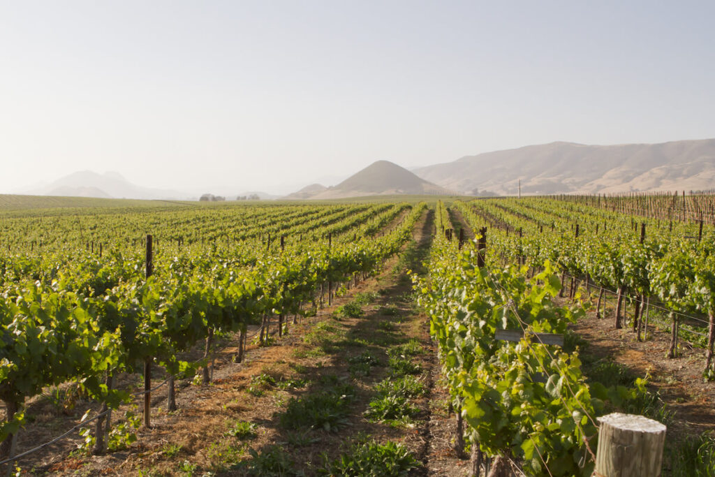 vineyard in Edna Valley, California