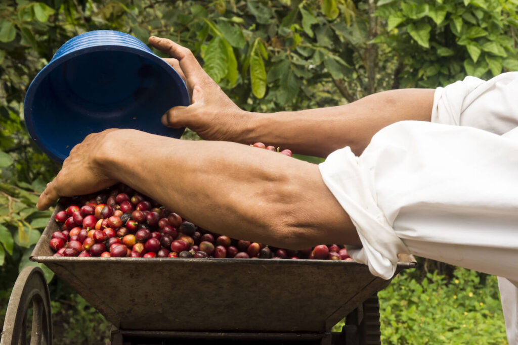 coffee harvest in Mexico