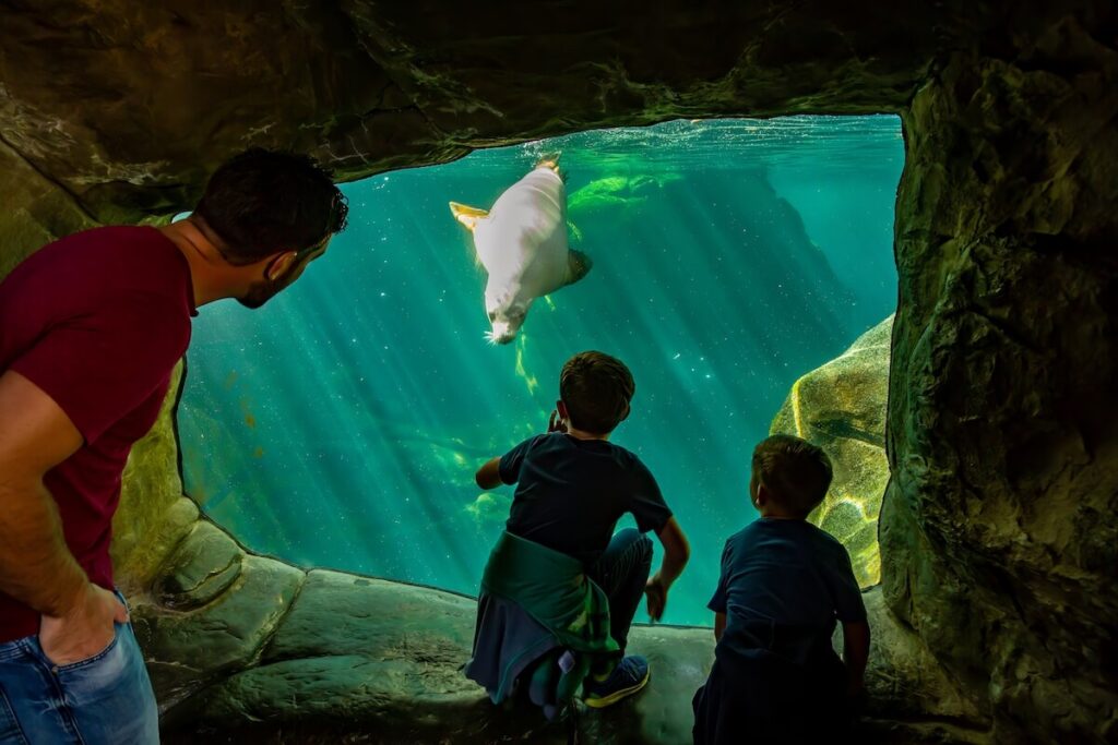 Two children and their father watching a seal swimming