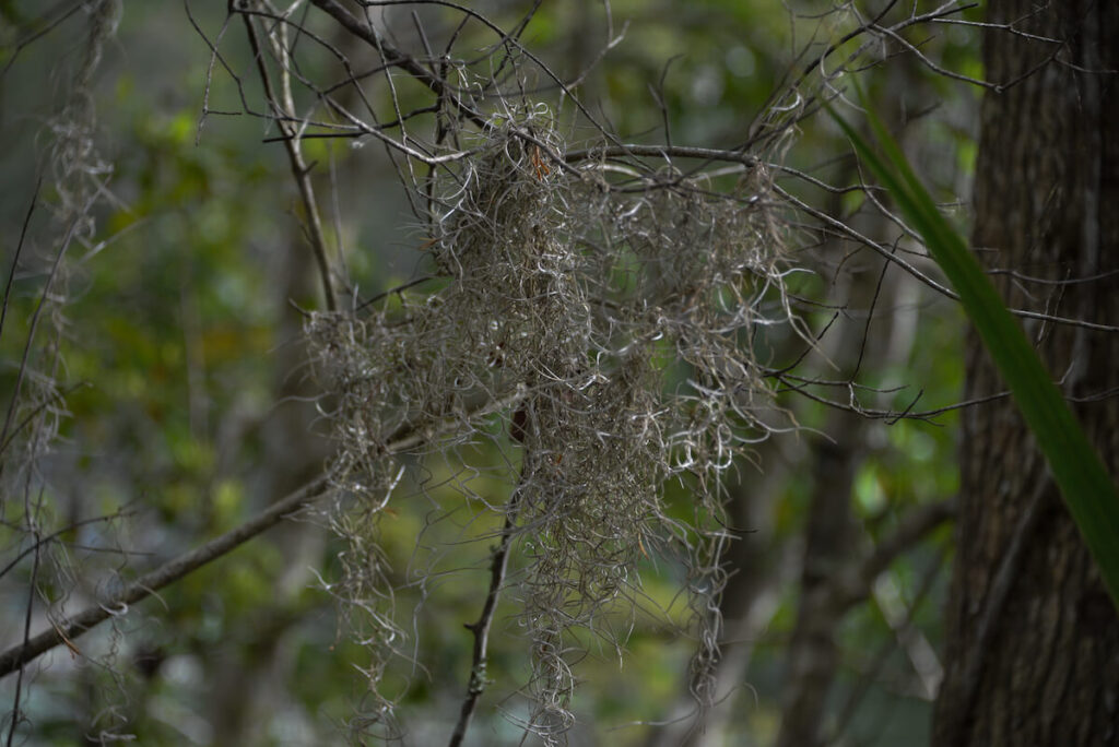 Hanging clump of Spanish moss on the side of the trail