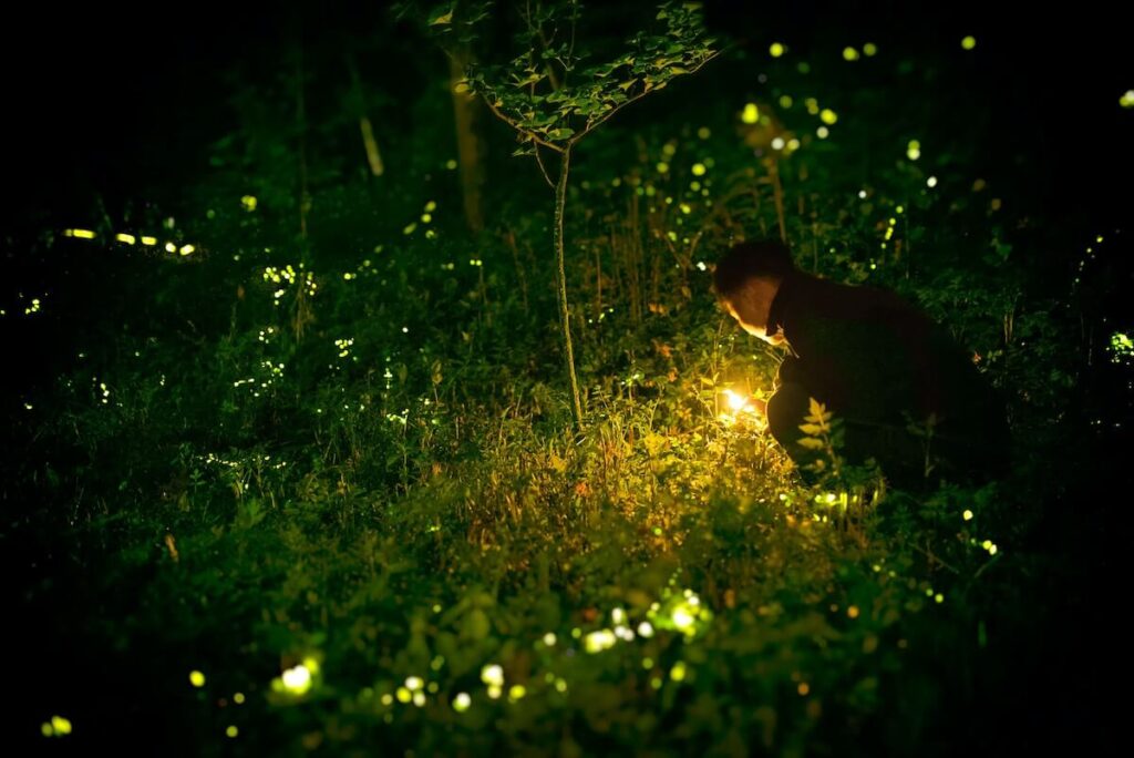 Nanacamilpa Fireflies Sanctuary at dusk