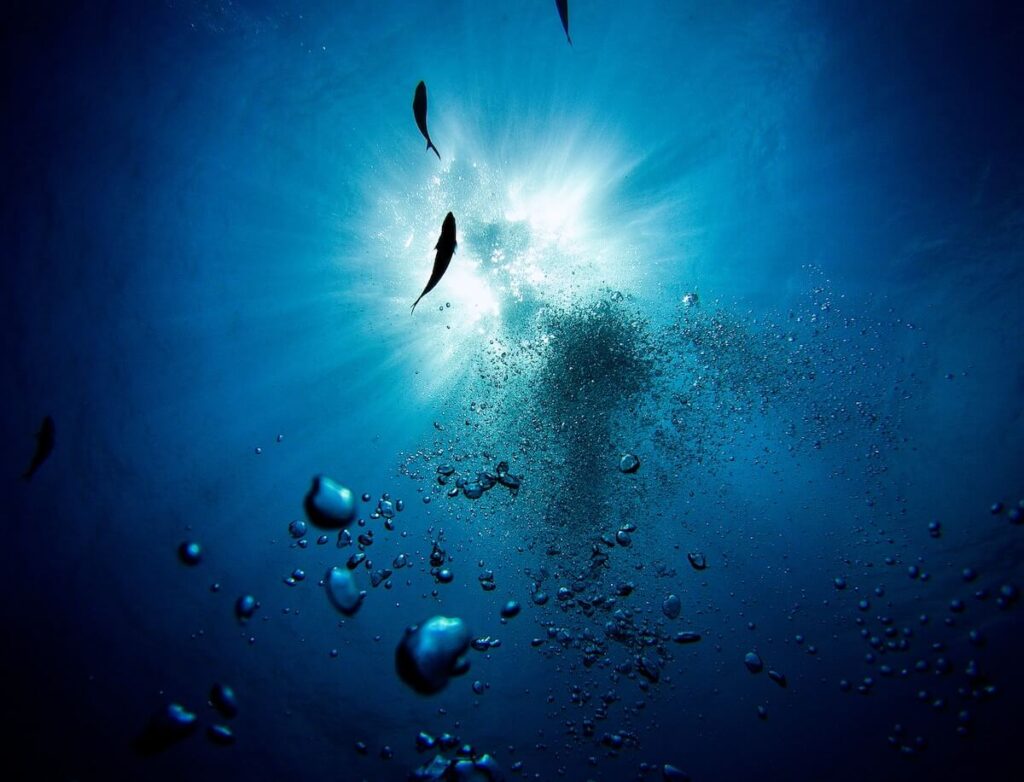 underwater shot in Revillagigedo Islands