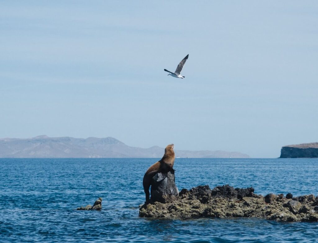sea lion and seagull in the Sea of Cortez