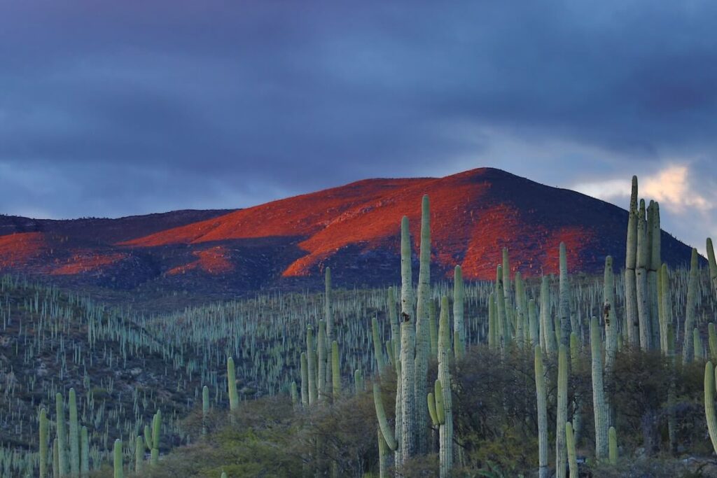 Cactus field in Tehuacán-Cuicatlán Valley at sunset