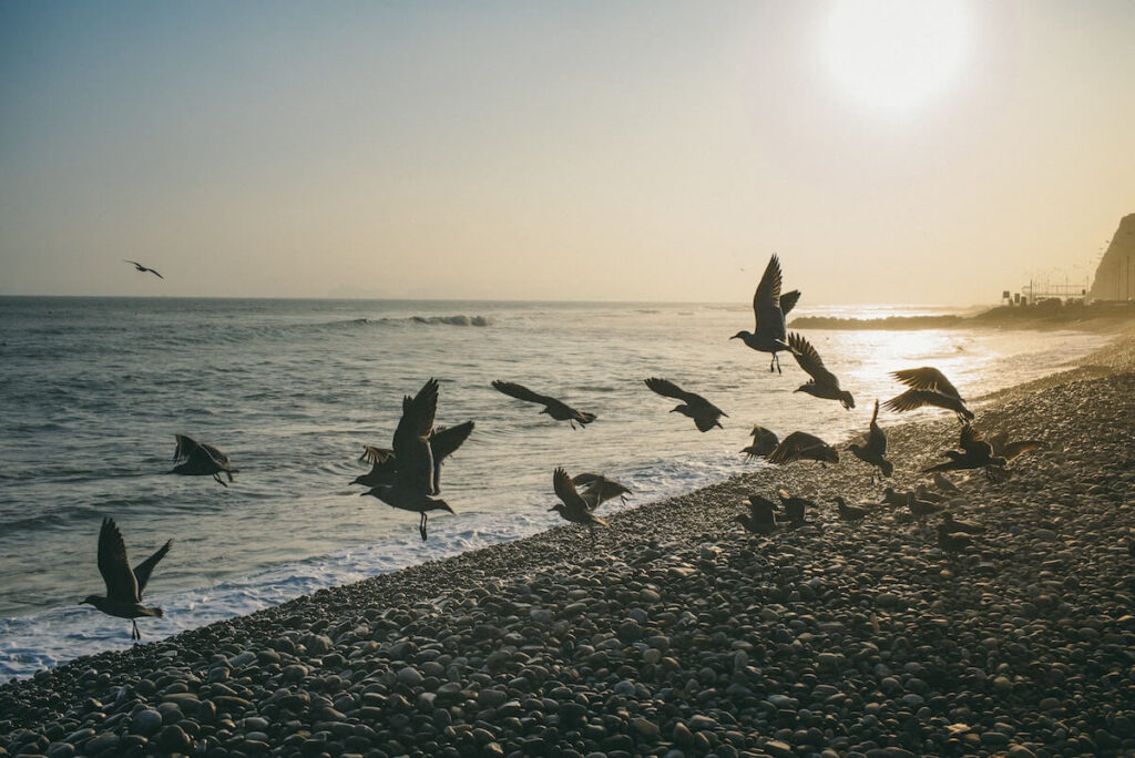flock of birds on pebble beach in lima