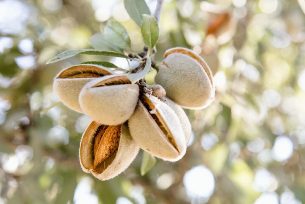 focus on almonds in tree before harvest