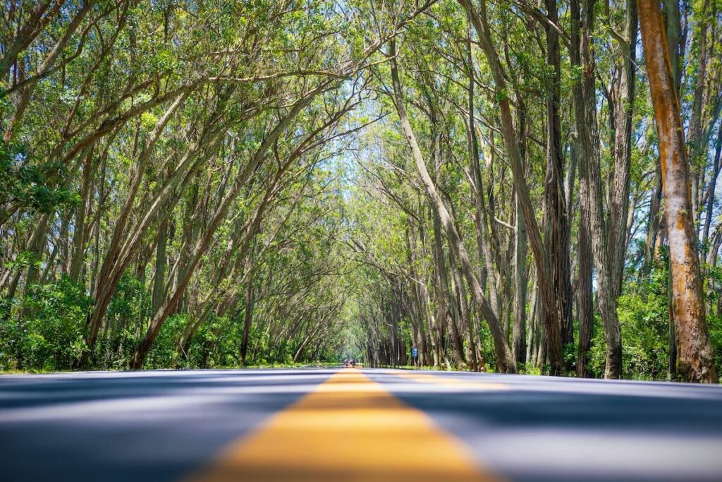 tree lined road in rio grande do sul