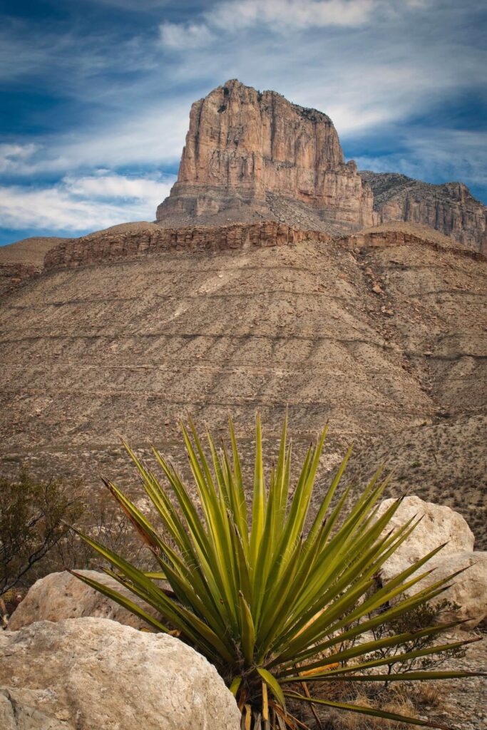 Palm in front of tall brown mountain