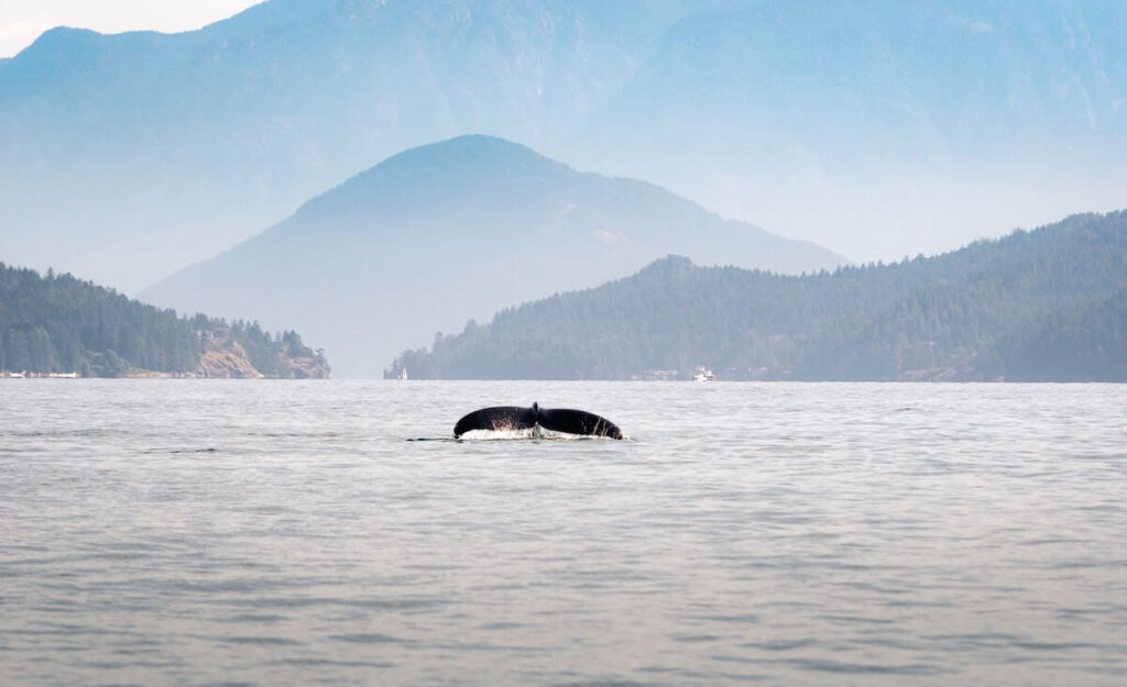 Whale tail breaches ocean in bay