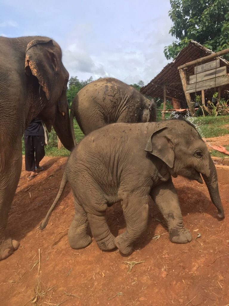 elephants in a sanctuary in Chiang Mai