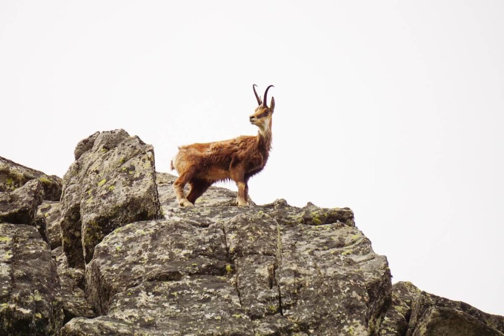 alpine chamois on top of a rock in High Tatras, Slovakia
