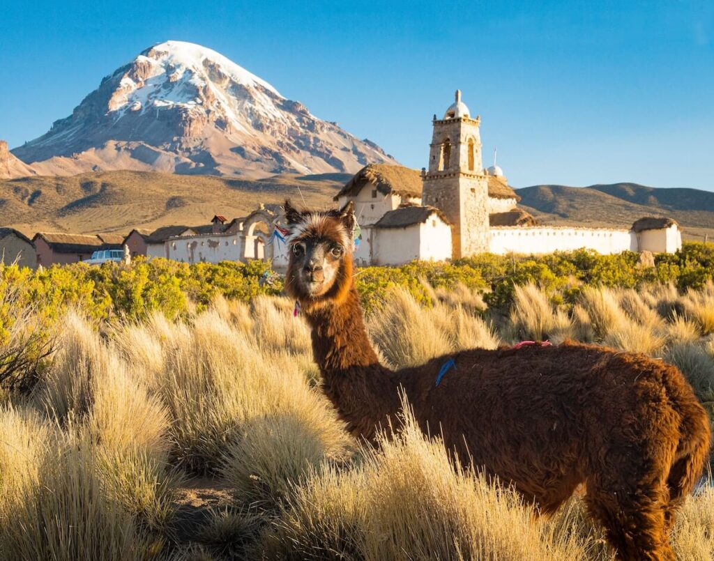 llama and colonial building in bolivian andes