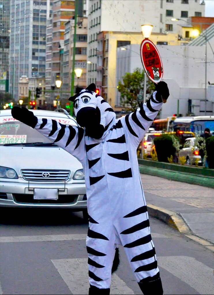 traffic zebra in la paz